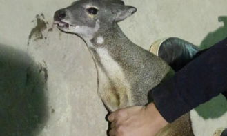 云南村民愛心飼養野生動物 疑似“神鹿”獲專業救助