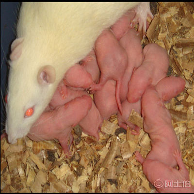 大白鼠乳鼠 爬寵黃金飼料的專業養殖與飼喂指南