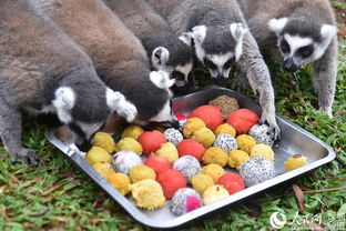 深圳野生動物園的“特別菜單” 特色湯圓，讓動物們過個溫馨元宵節